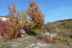 4015 Felsiger Trockenrasen im Herbst