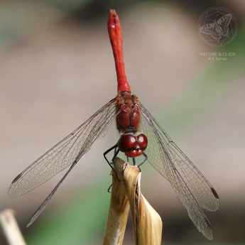 Blutrote Heidelibelle © natureandclick