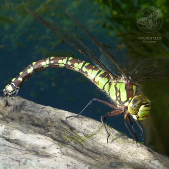 Blaugrüne Mosaikjungfer © natureandclick